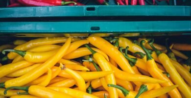 yellow and red chilis on plastic crate